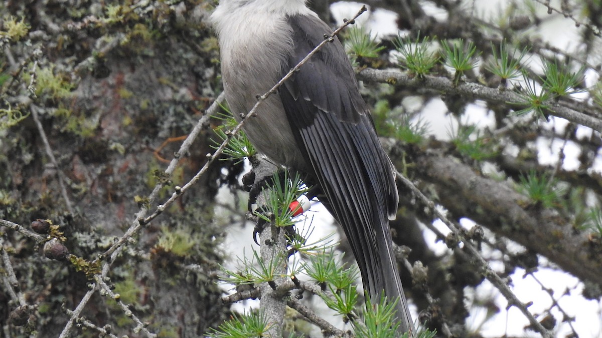 Canada Jay - ML623171537