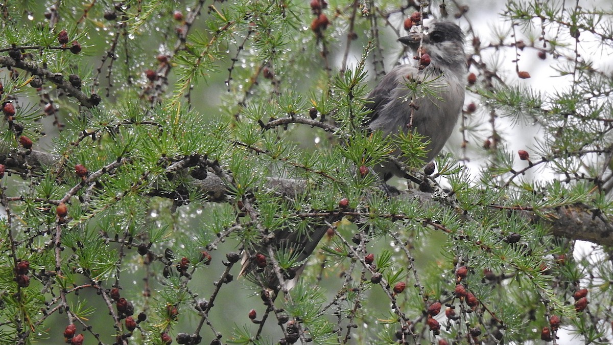 Canada Jay - ML623171538