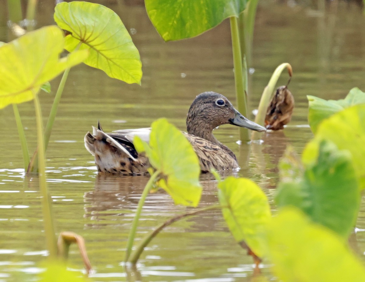 Hawaiian Duck - ML623171543