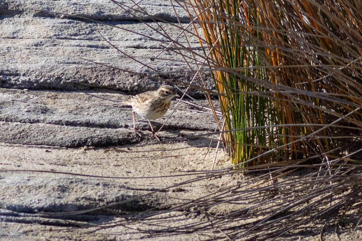 Australian Pipit - ML623171560