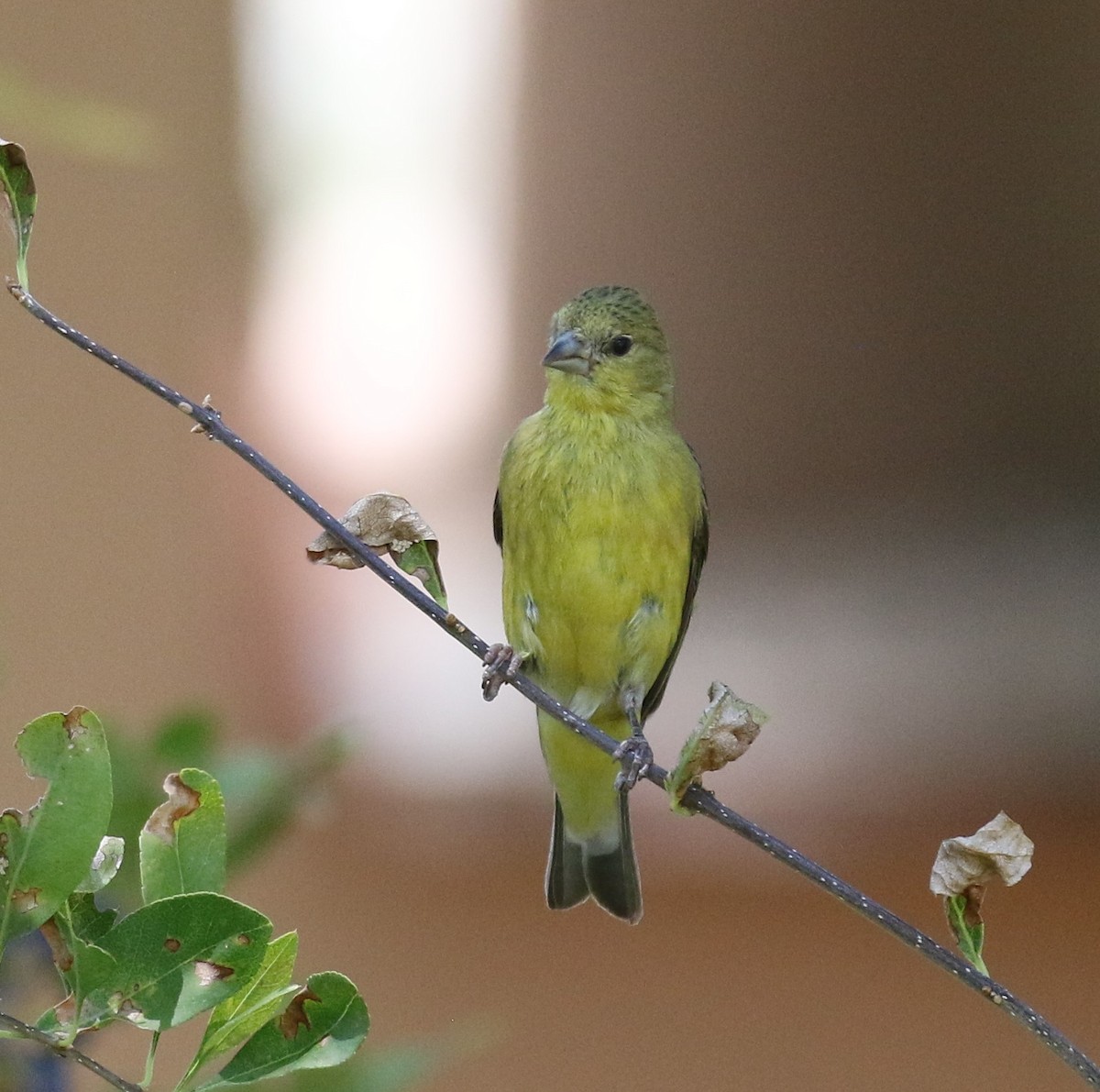 Lesser Goldfinch - ML623171581