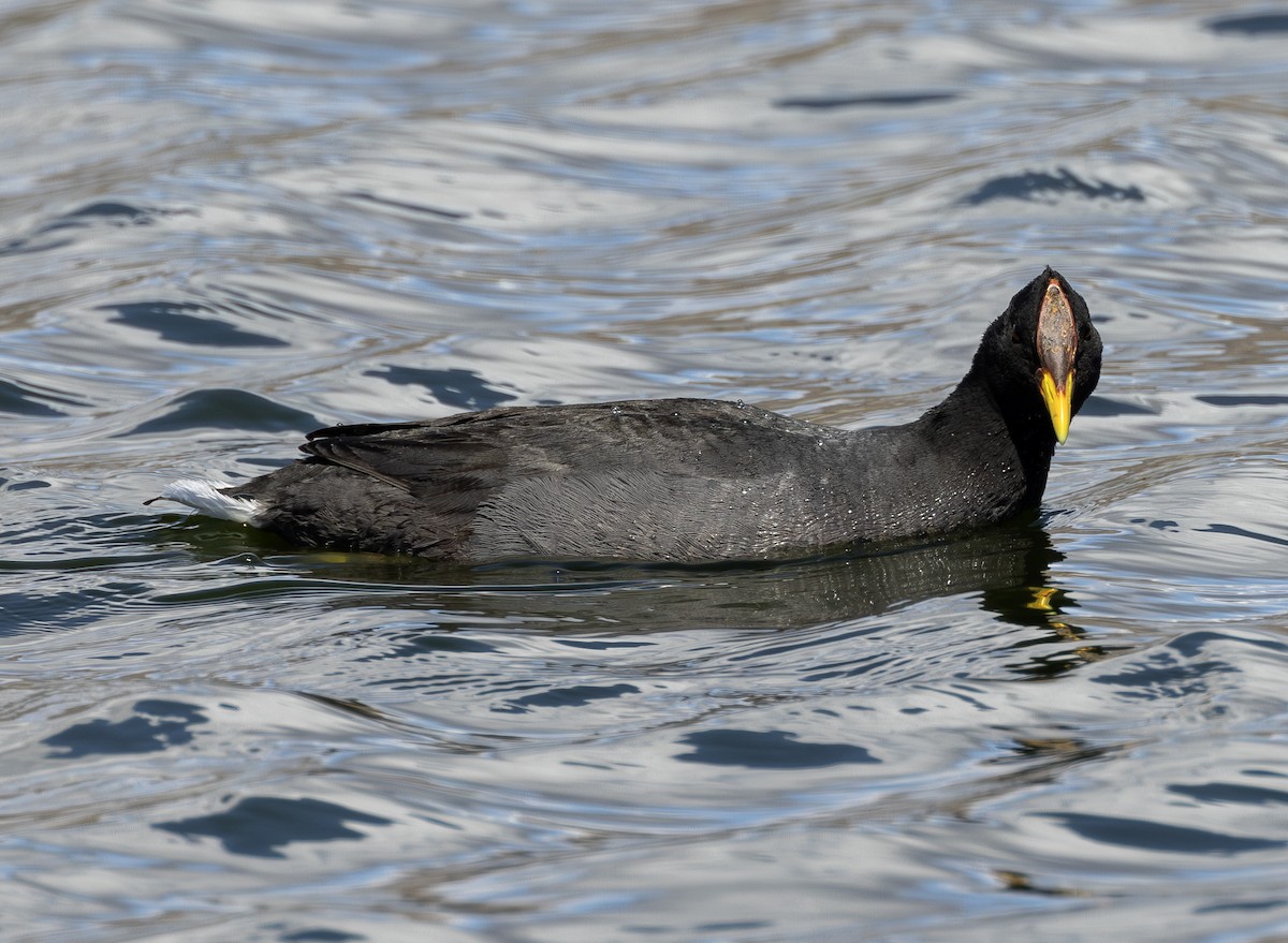 Red-fronted Coot - ML623171697