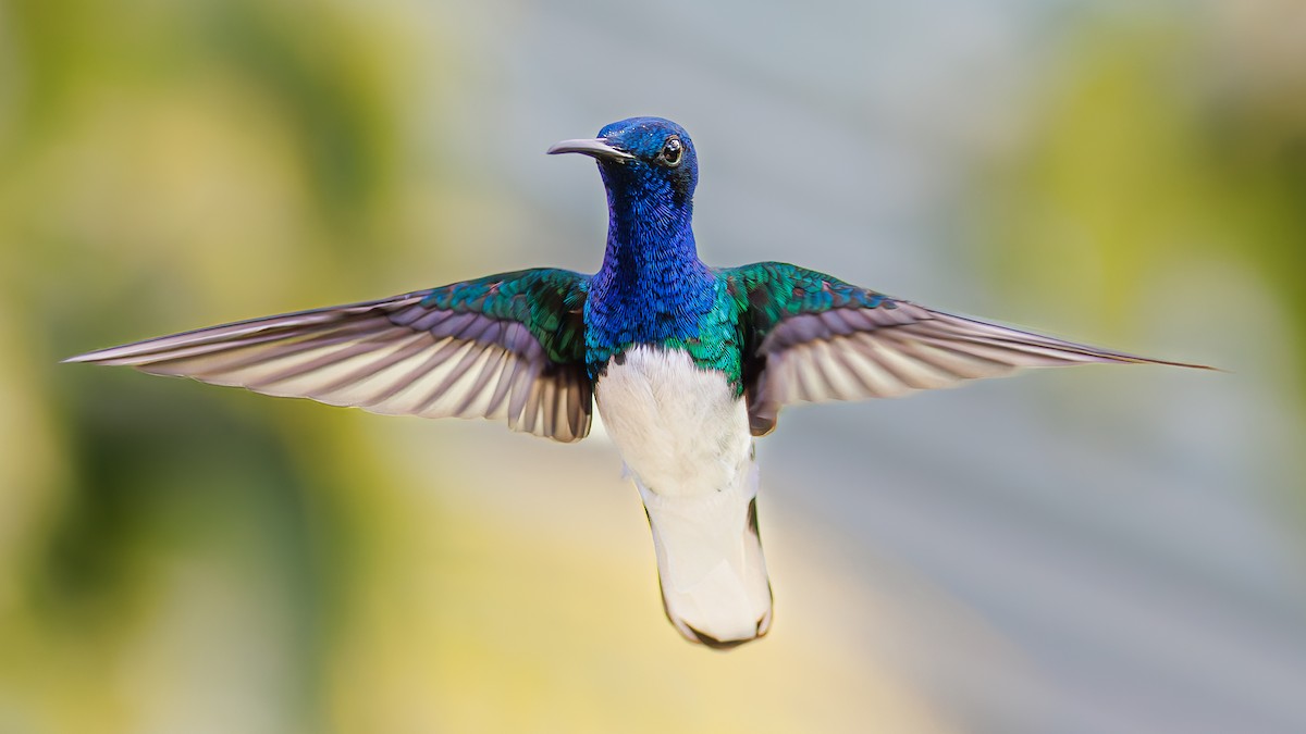 White-necked Jacobin - ML623171728