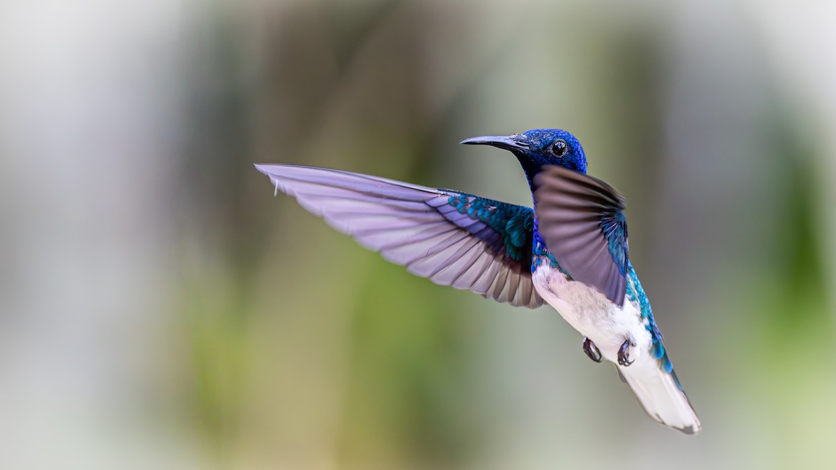 White-necked Jacobin - ML623171729