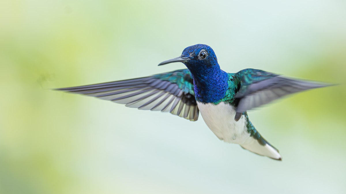 White-necked Jacobin - ML623171730