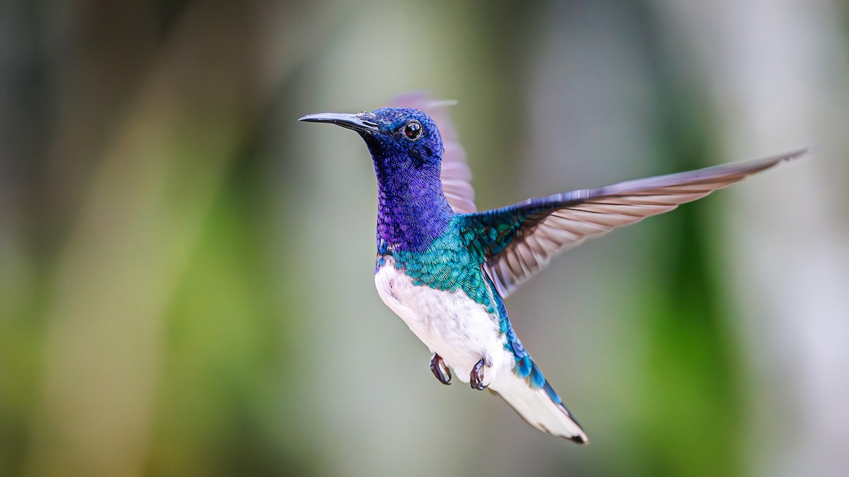 White-necked Jacobin - ML623171731