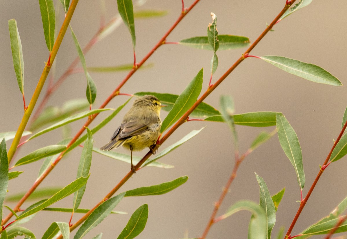 Mosquitero de Tickell/de Quinghai - ML623171736