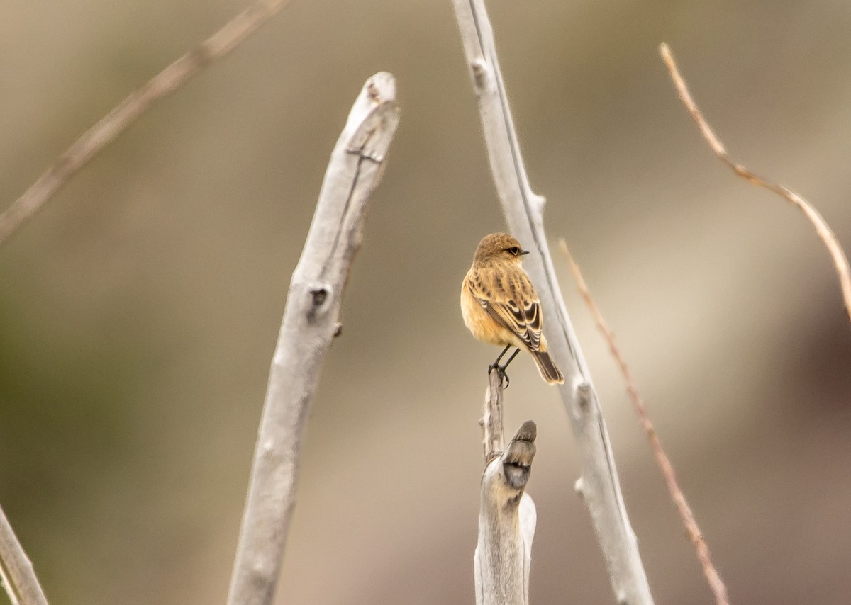 Siberian Stonechat - ML623171762