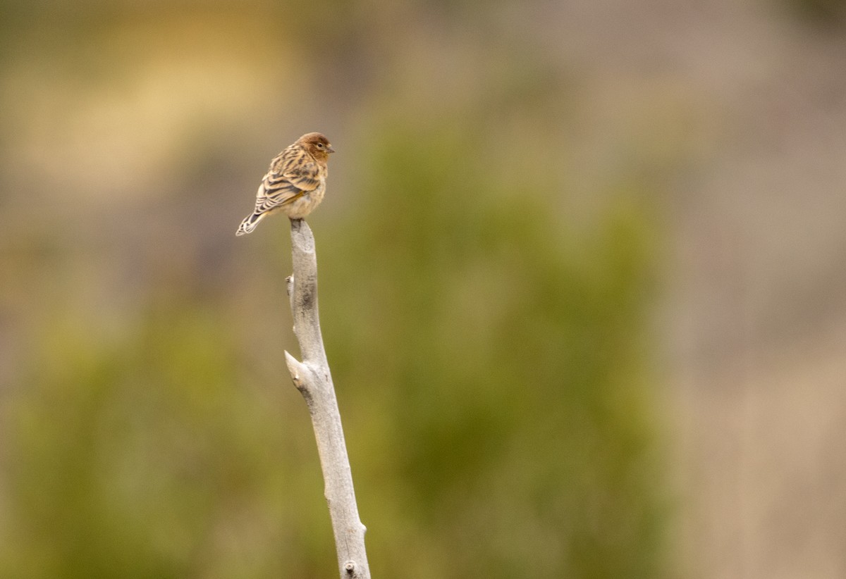 Fire-fronted Serin - ML623171769