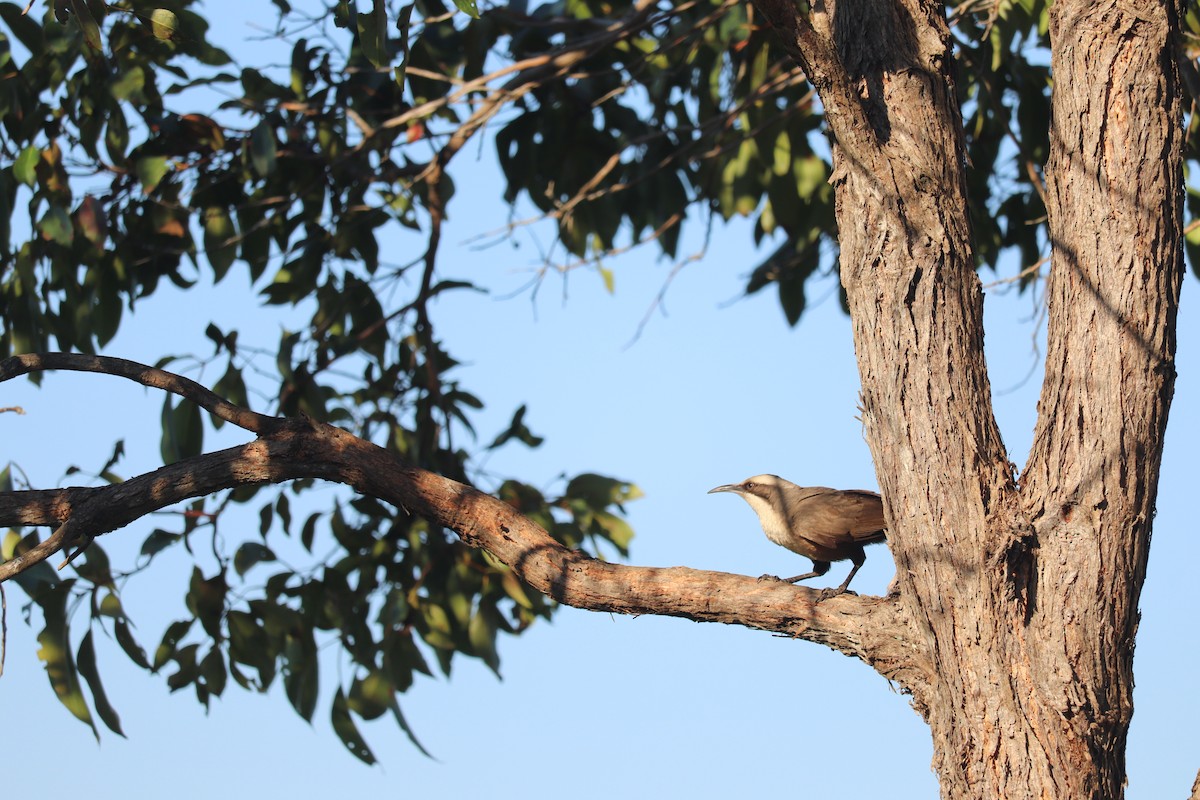 Gray-crowned Babbler - ML623171775