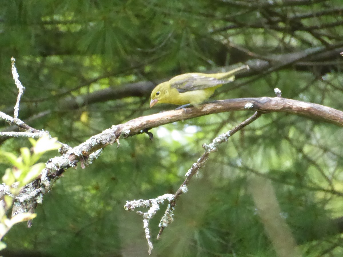 Scarlet Tanager - M. Jordan