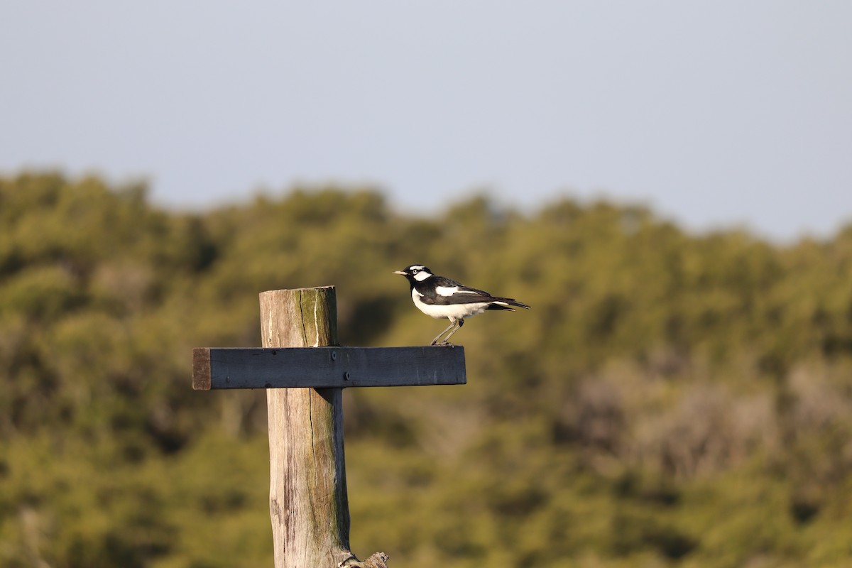 Magpie-lark - ML623171792