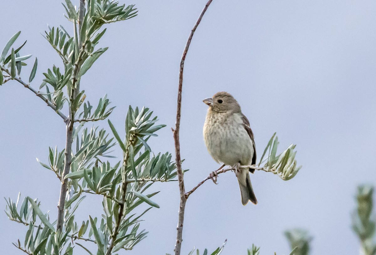 Common Rosefinch - Kanno Tage