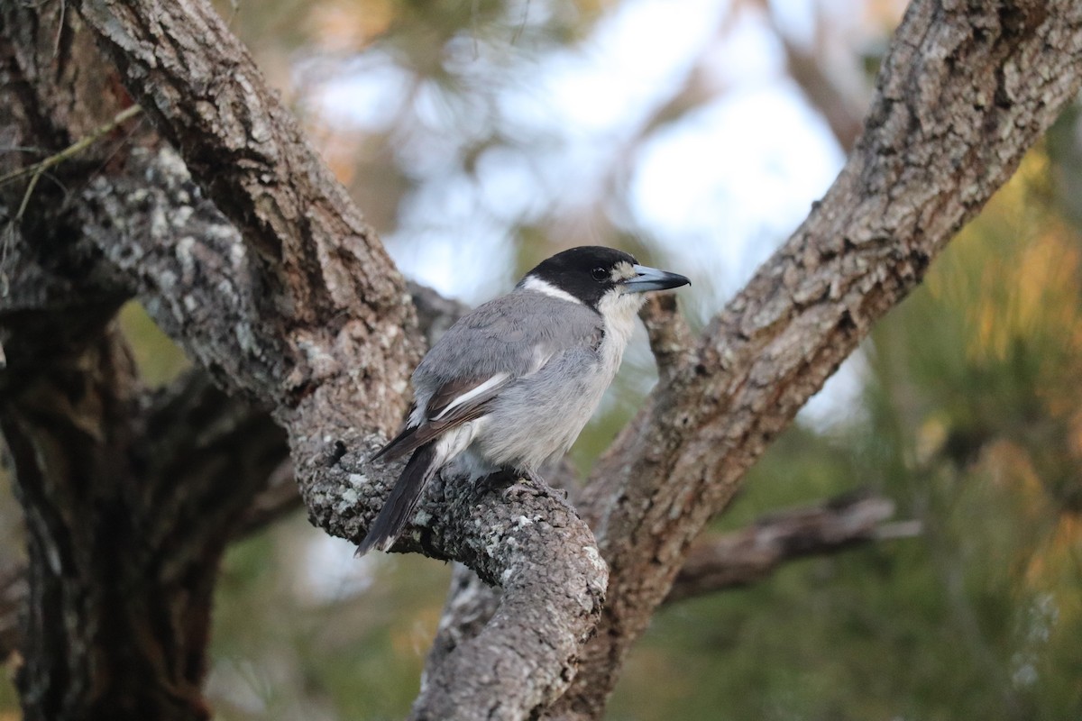 Gray Butcherbird - ML623171824