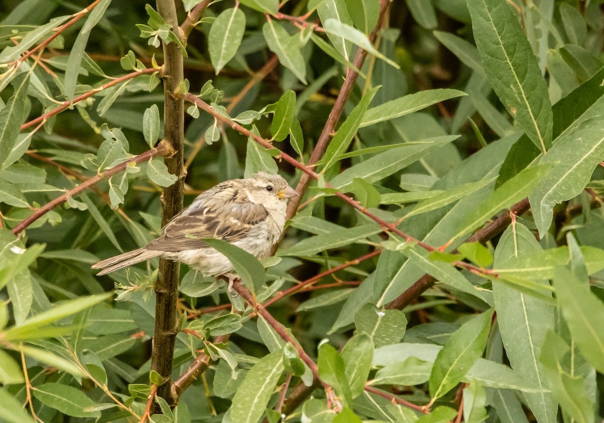 House Sparrow - ML623171842