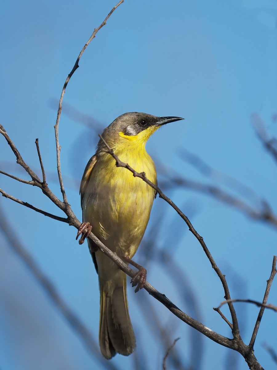 Gray-headed Honeyeater - ML623171900