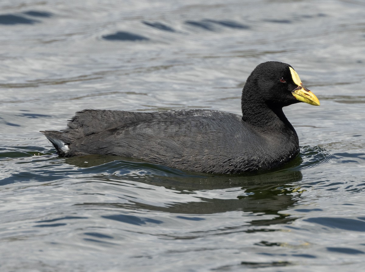 Red-gartered Coot - ML623171957