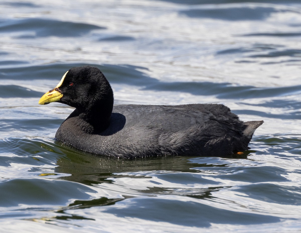 Red-gartered Coot - ML623171958