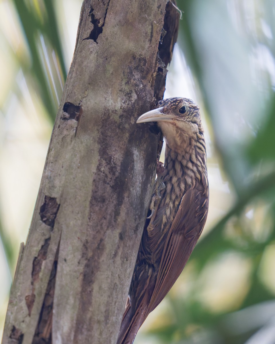 Ivory-billed Woodcreeper - ML623171970