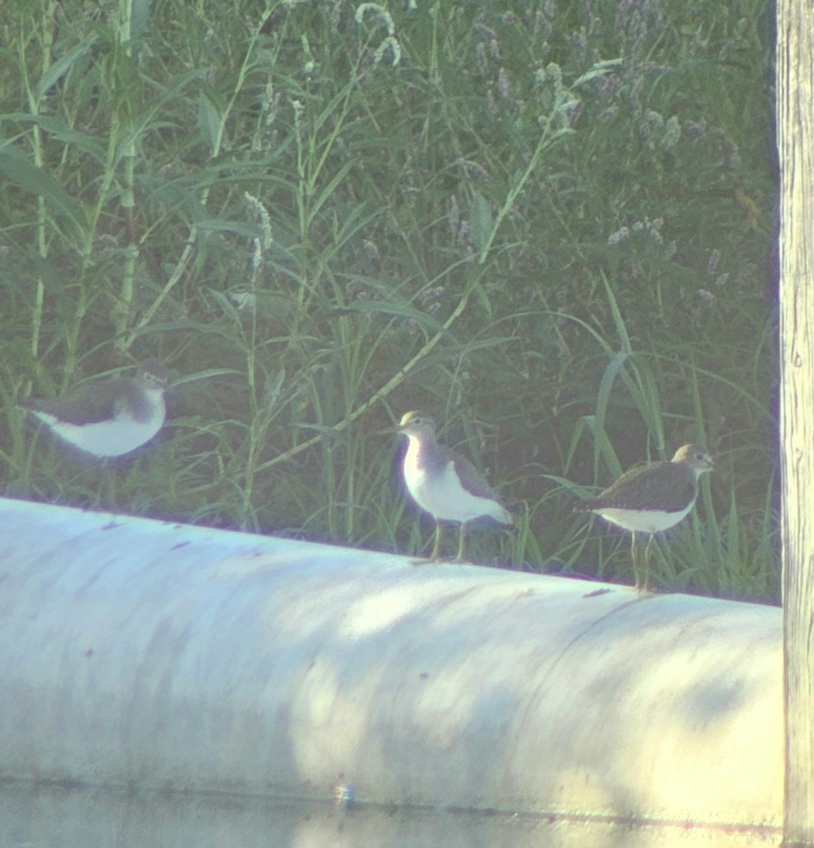 Solitary Sandpiper - ML623172013