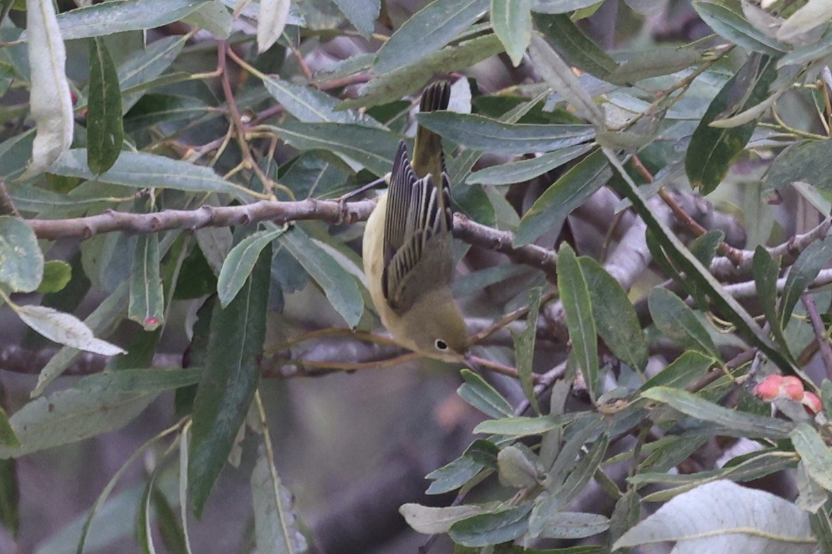 gulparula - ML623172139