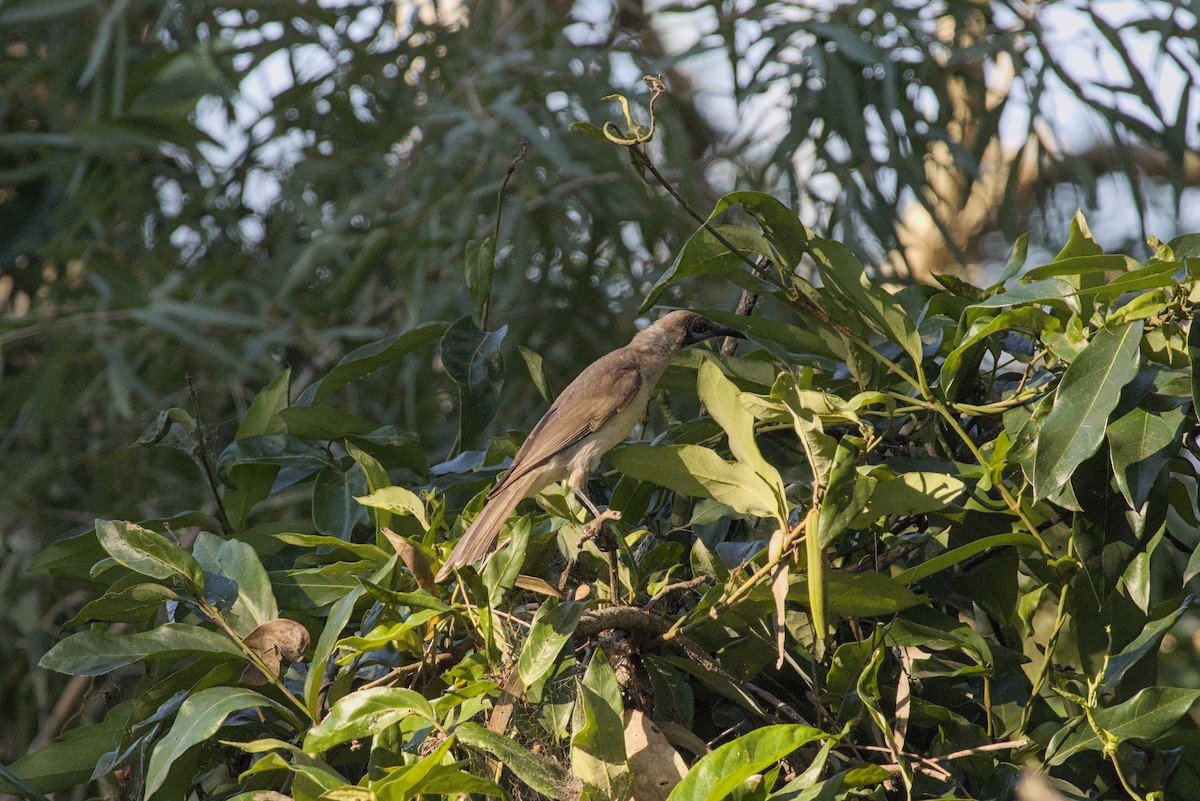 Little Friarbird - ML623172141