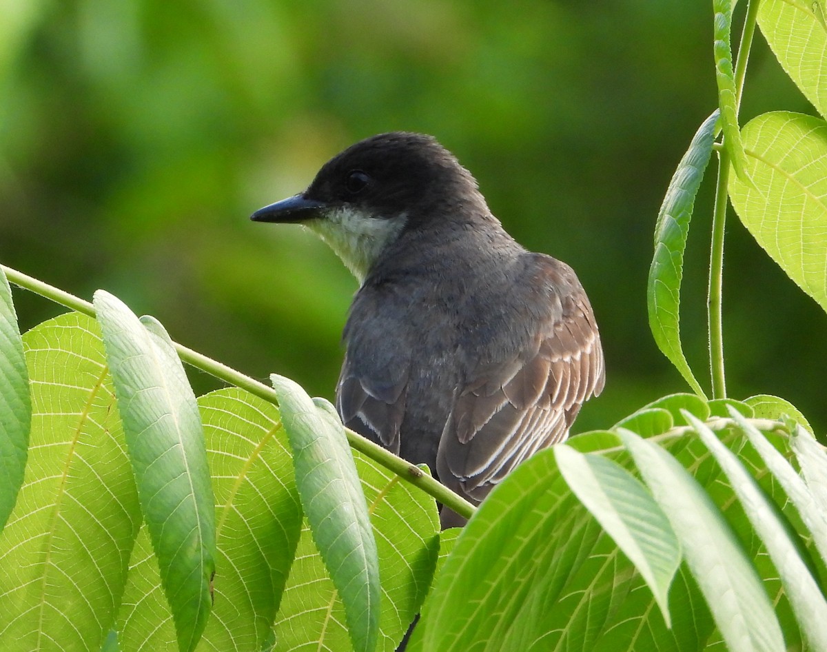 Eastern Kingbird - ML623172212