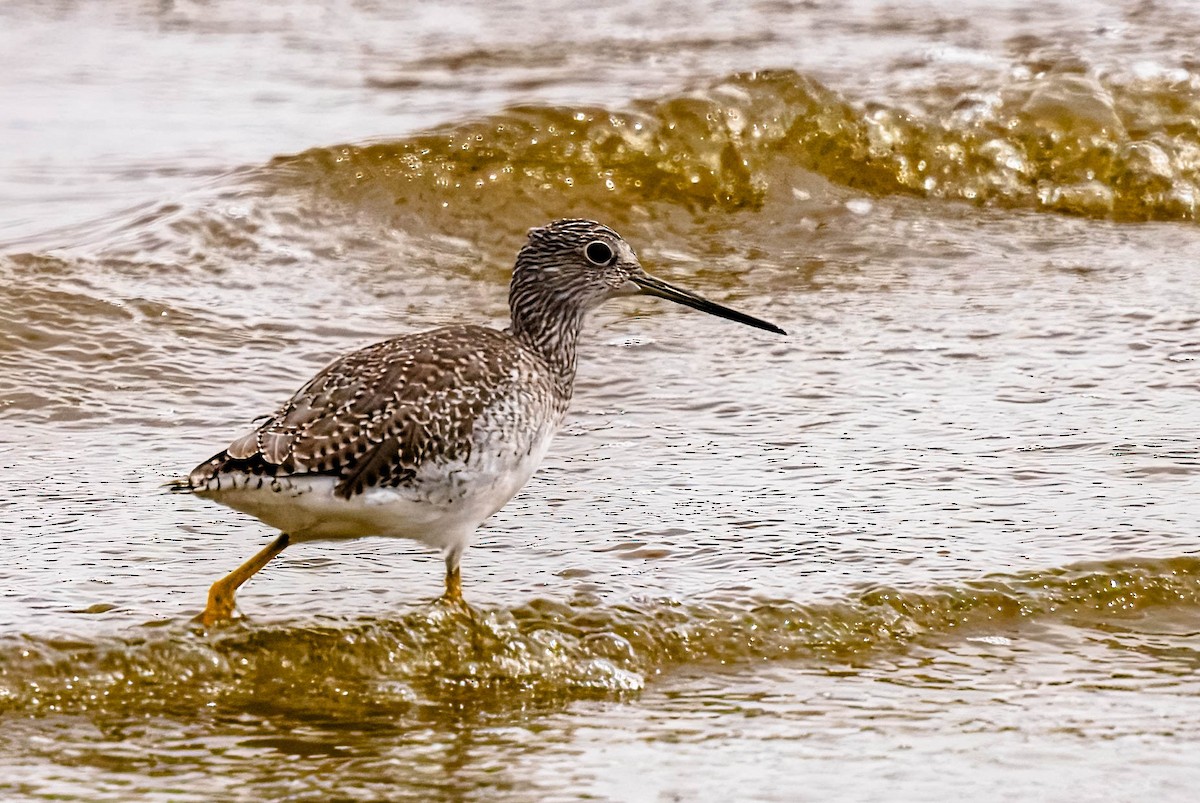 Greater Yellowlegs - Tom Wilberding