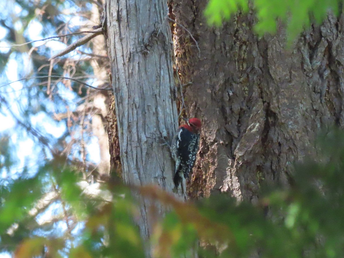 Red-breasted Sapsucker - ML623172227