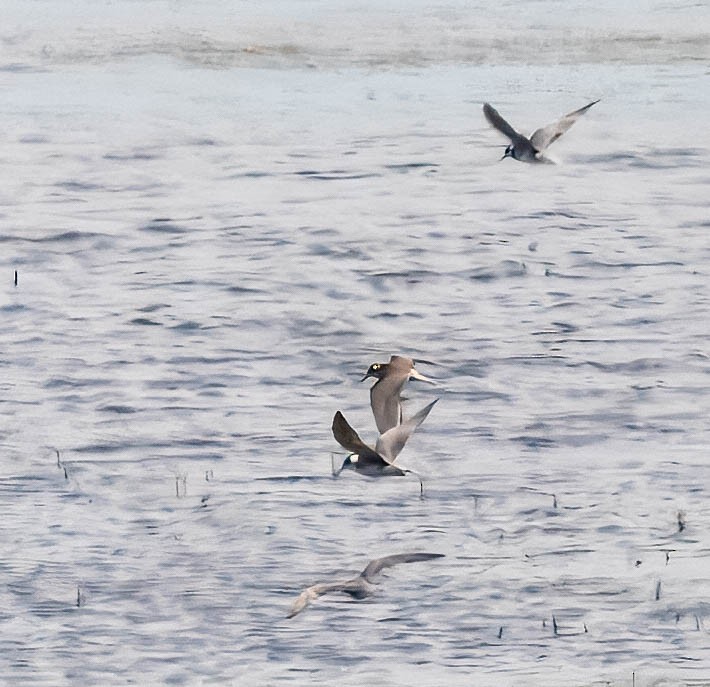 Black Tern - Tom Wilberding