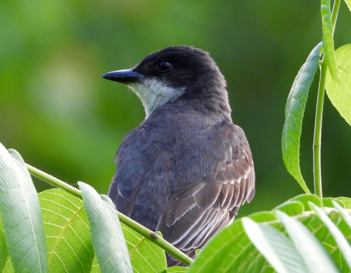 Eastern Kingbird - ML623172249