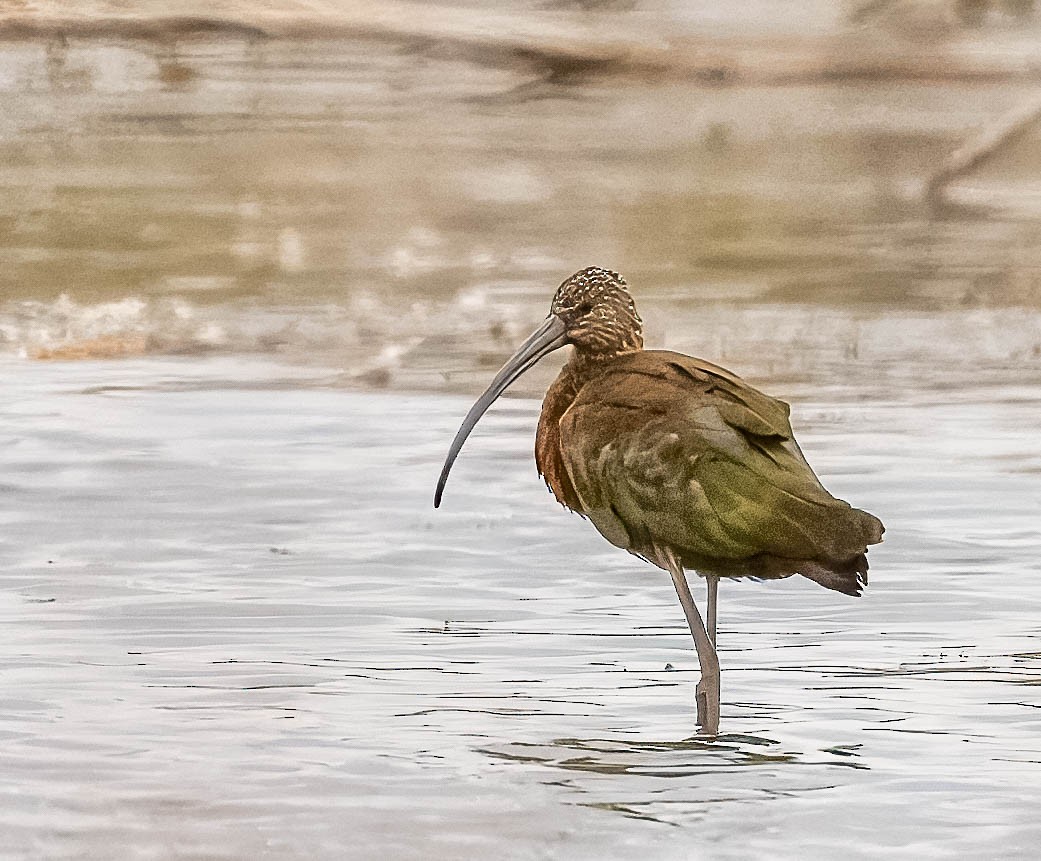 White-faced Ibis - ML623172250