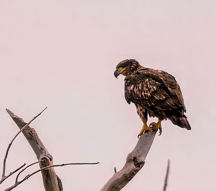 Bald Eagle - ML623172253