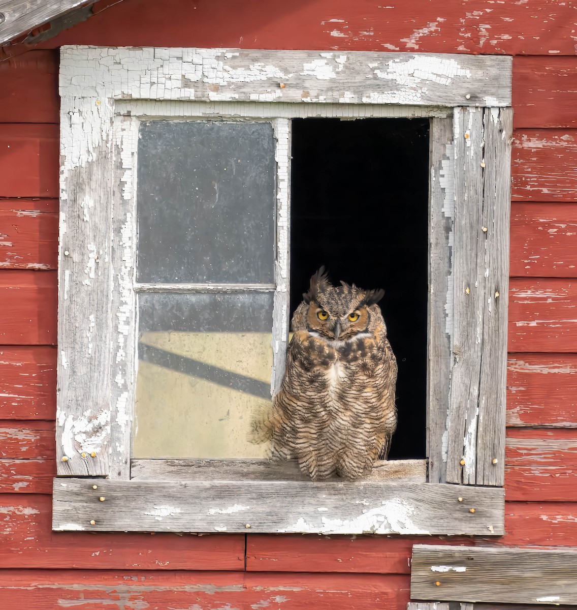 Great Horned Owl - ML623172256