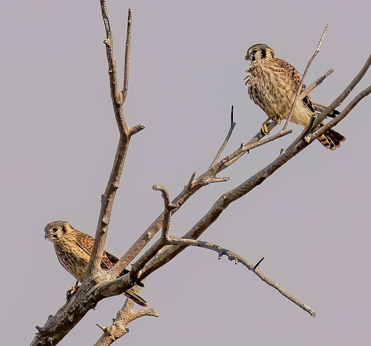 American Kestrel - ML623172268