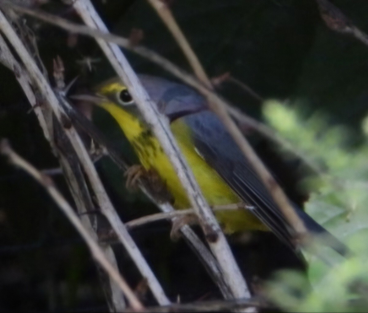 Canada Warbler - Hazem Alkhan