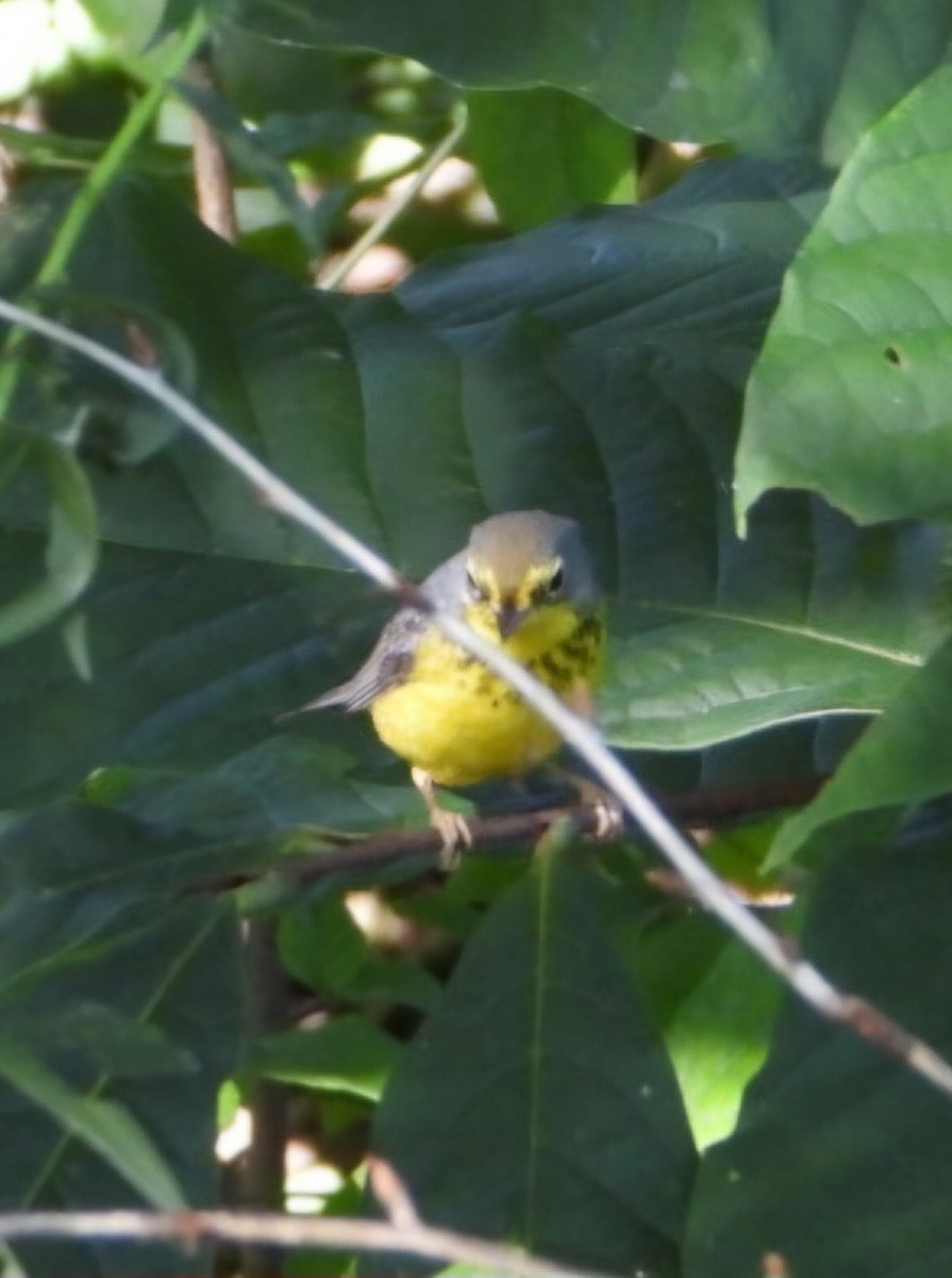 Canada Warbler - Hazem Alkhan