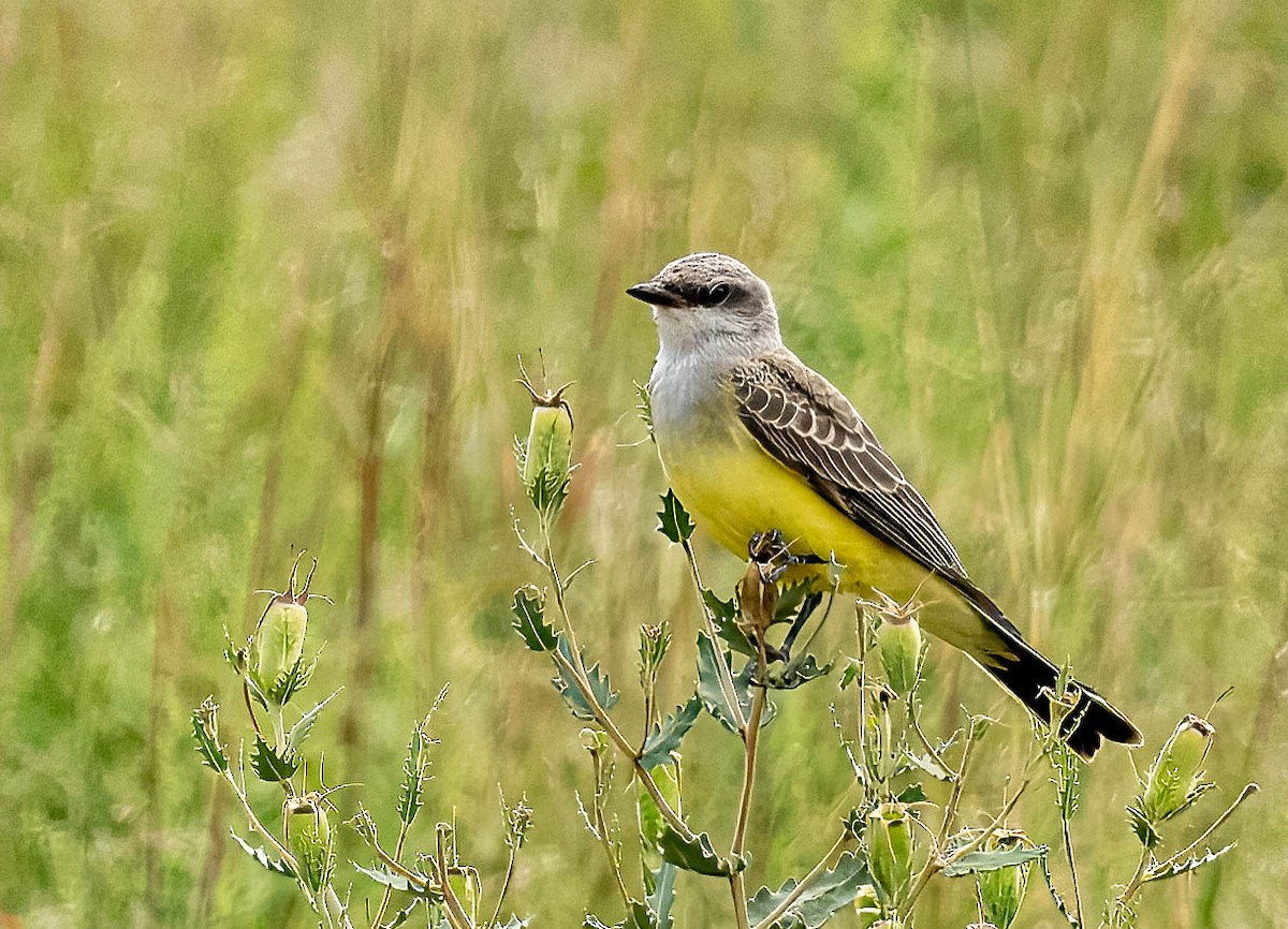 Western Kingbird - Tom Wilberding