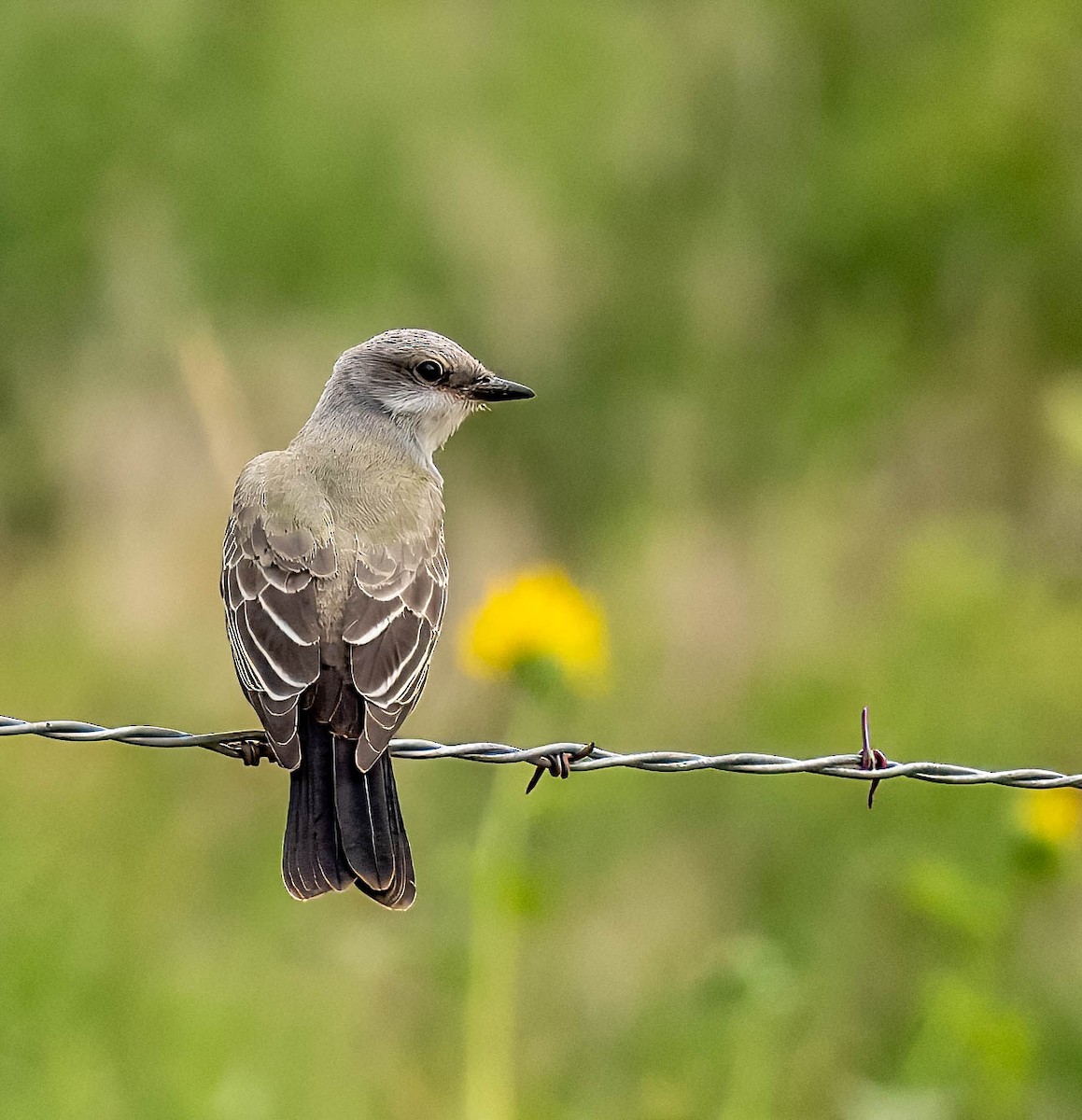 Western Kingbird - ML623172284