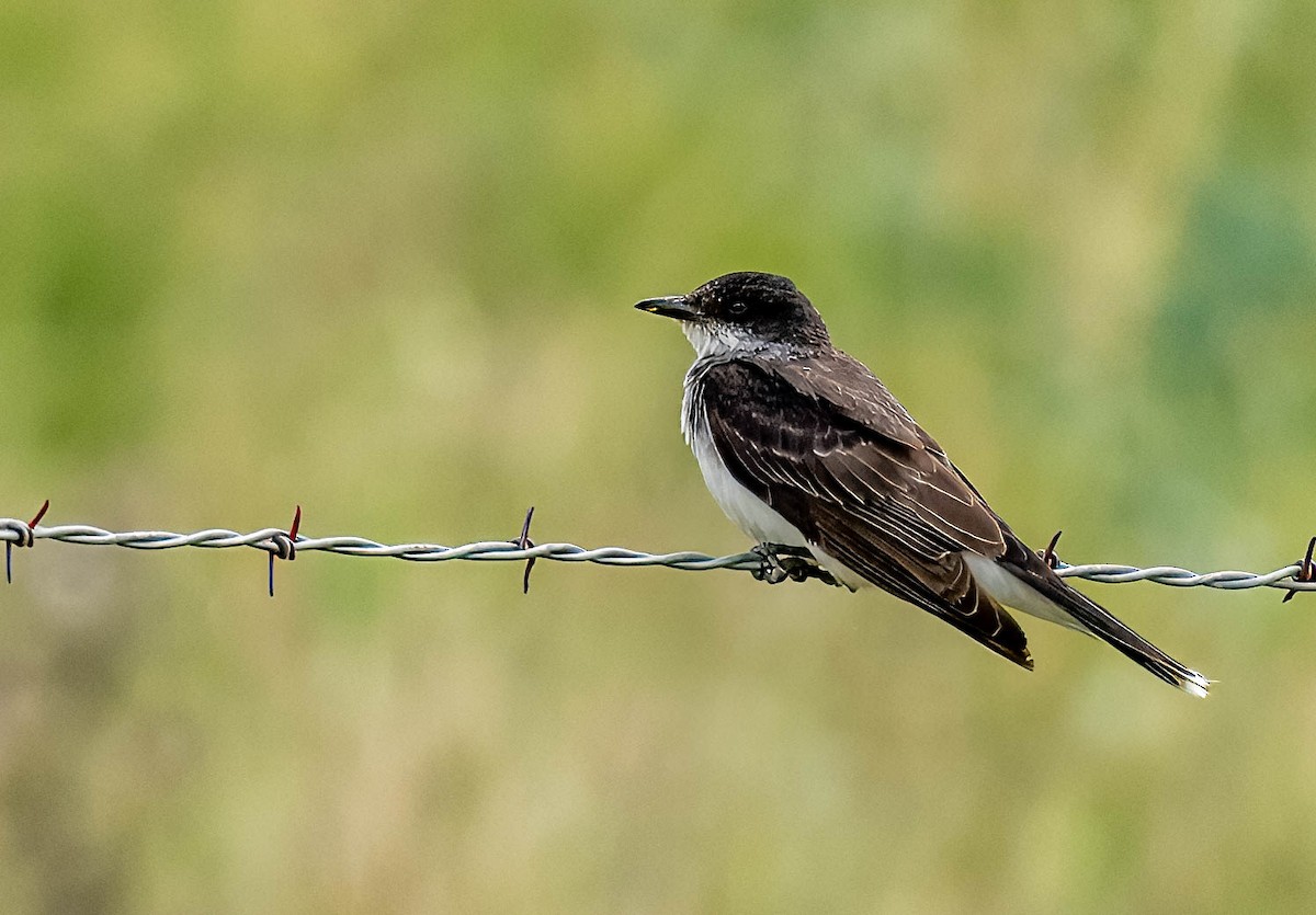 Eastern Kingbird - ML623172290