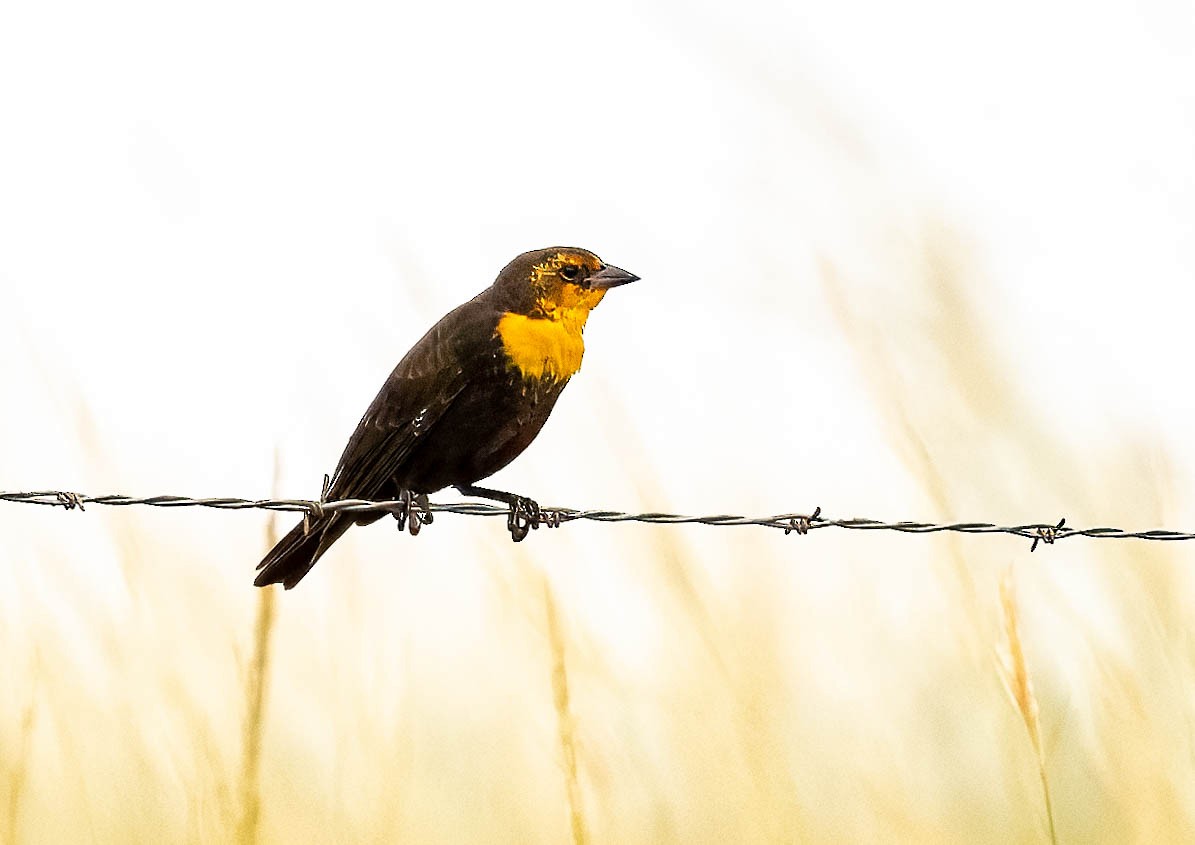 Yellow-headed Blackbird - ML623172292