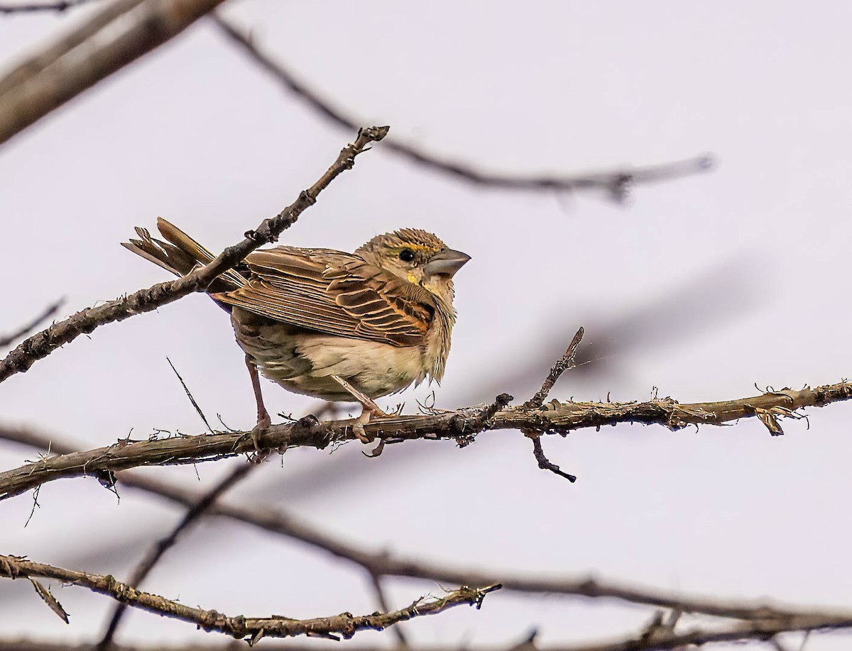 Dickcissel - ML623172299