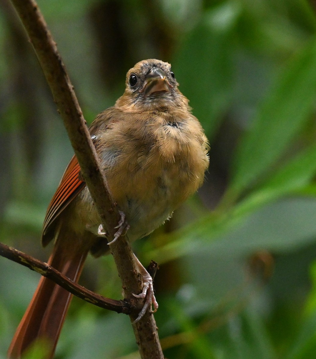 Northern Cardinal (Common) - ML623172356