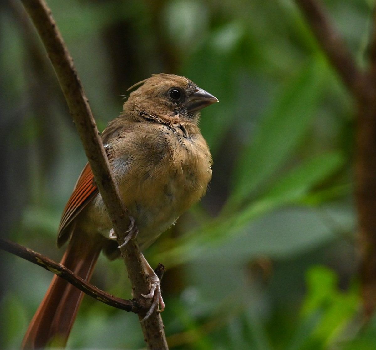 Northern Cardinal (Common) - ML623172357