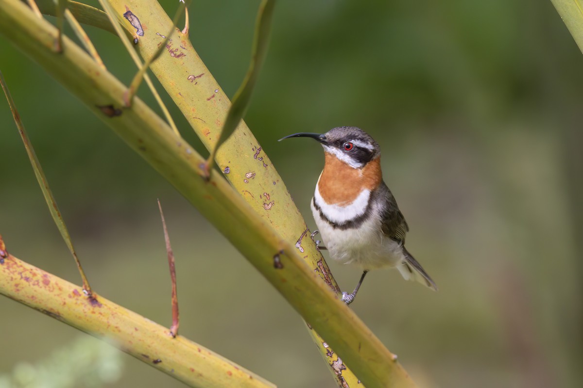 Western Spinebill - ML623172474