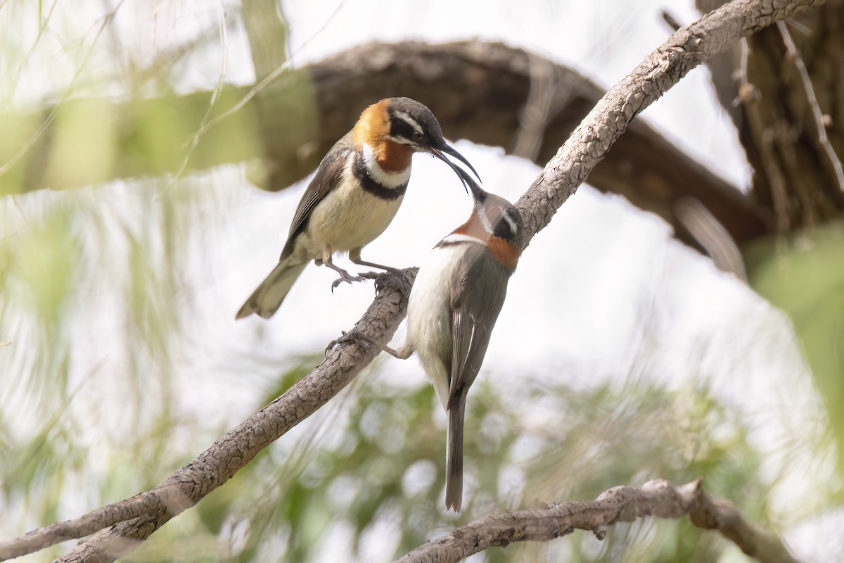 Western Spinebill - ML623172475