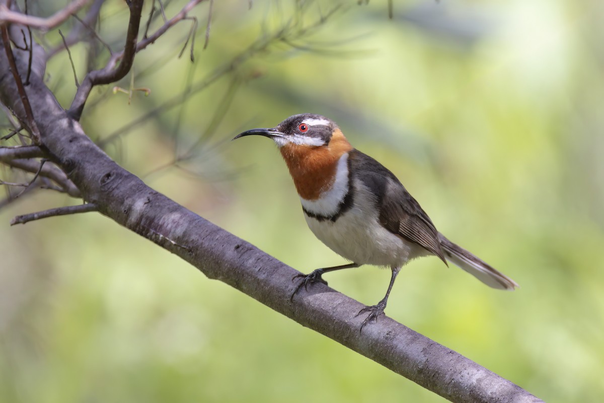 Western Spinebill - ML623172476