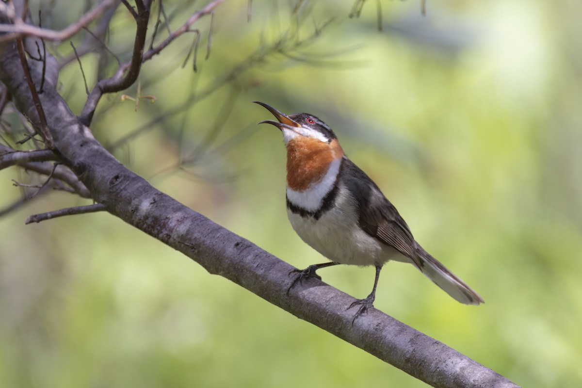 Western Spinebill - ML623172477