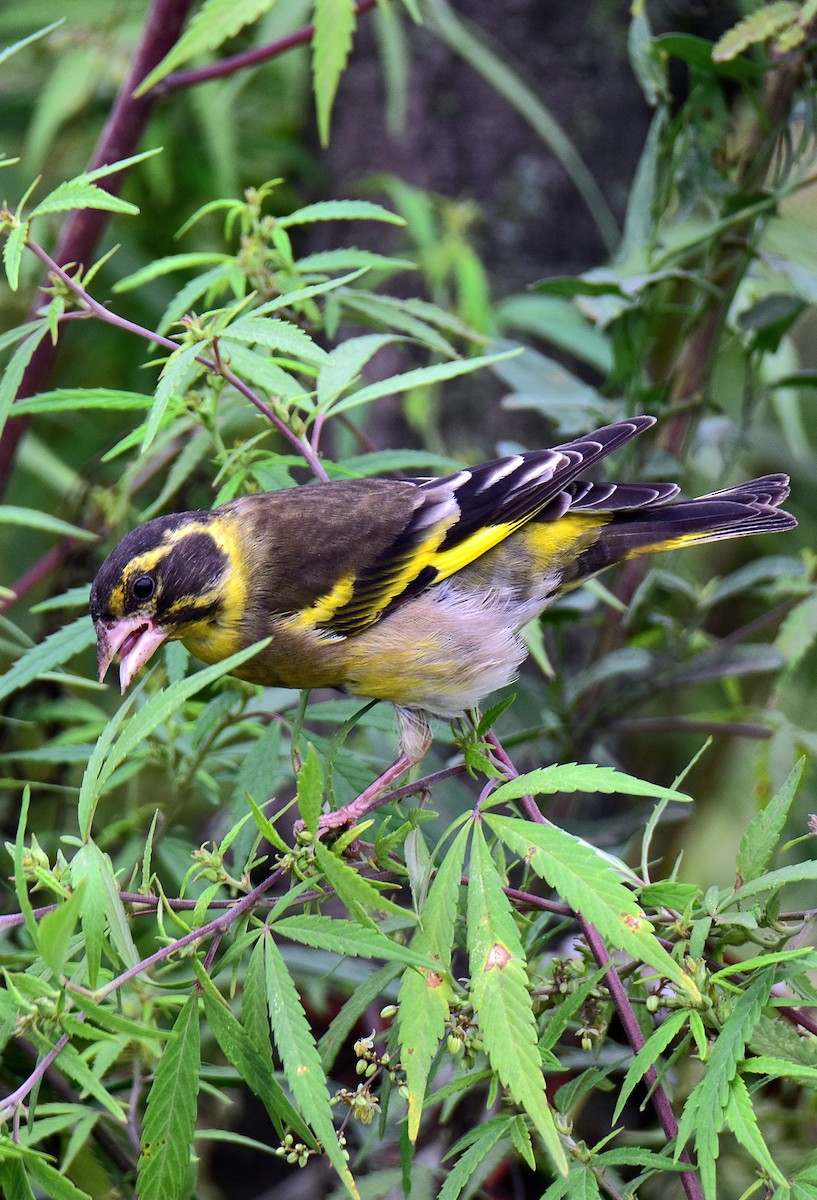 Yellow-breasted Greenfinch - ML623172606