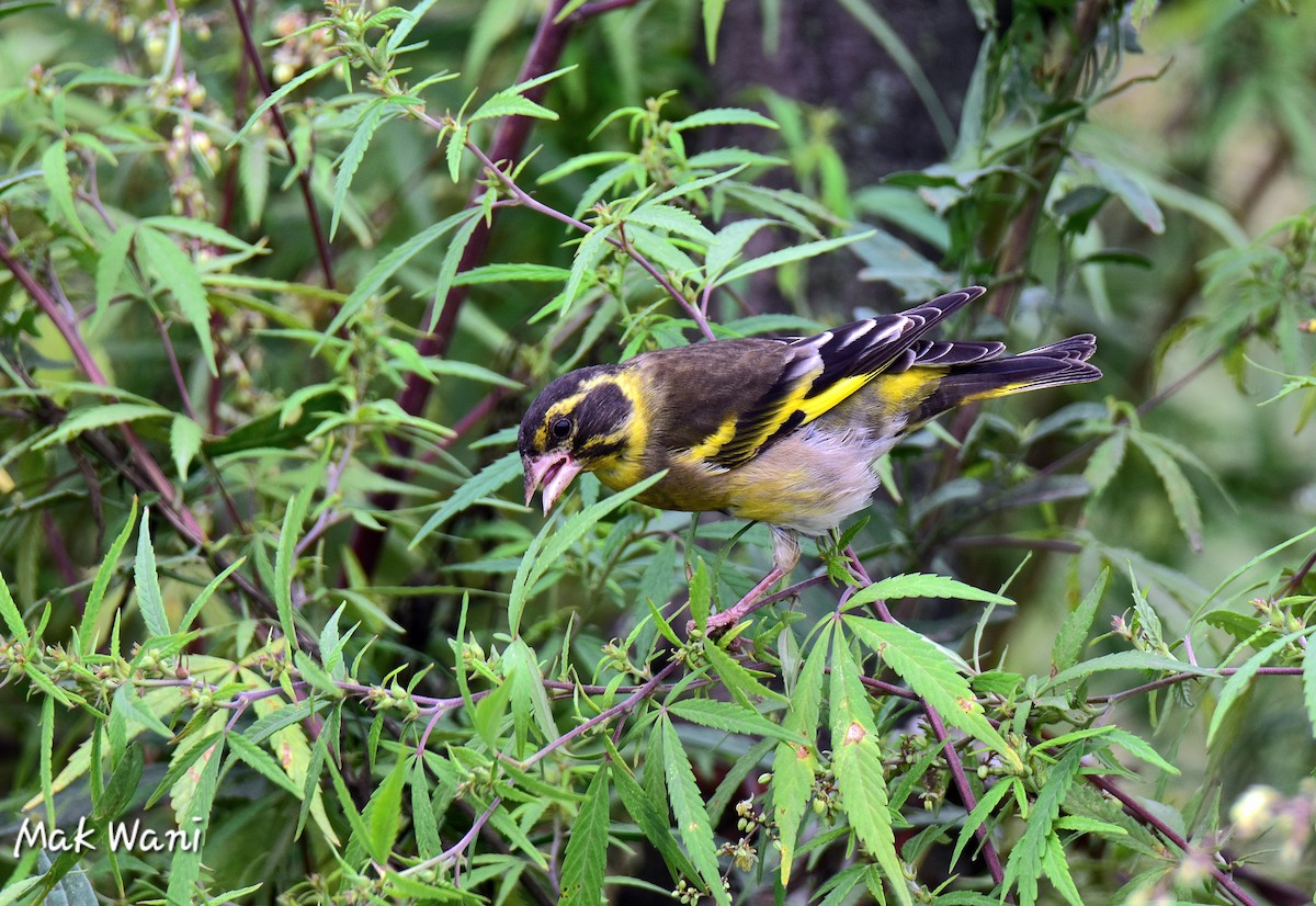 Yellow-breasted Greenfinch - ML623172609